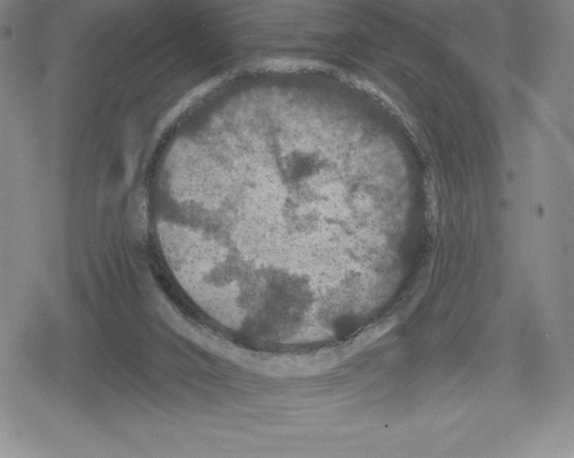 X0000079290016200612151713