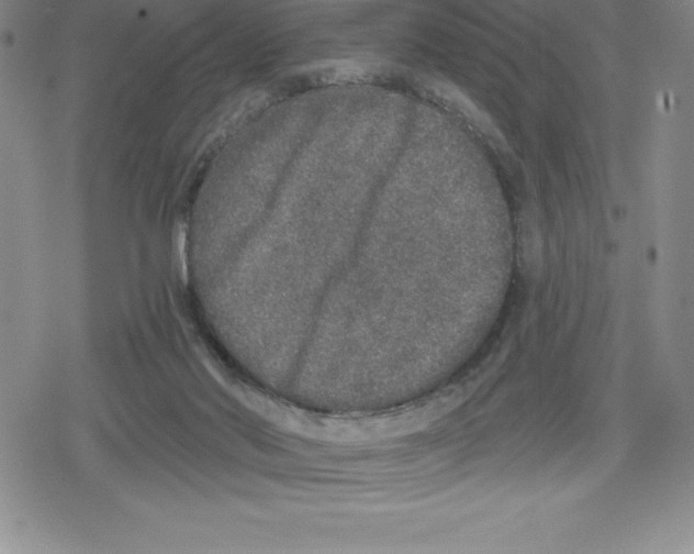 X0000079290022200612151713