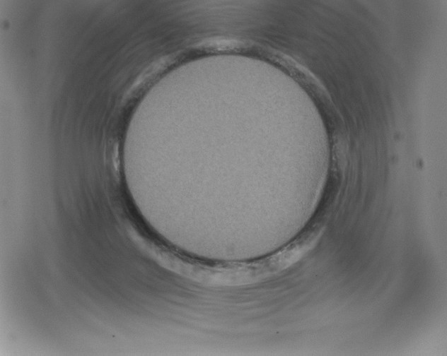 X0000079290024200612151713