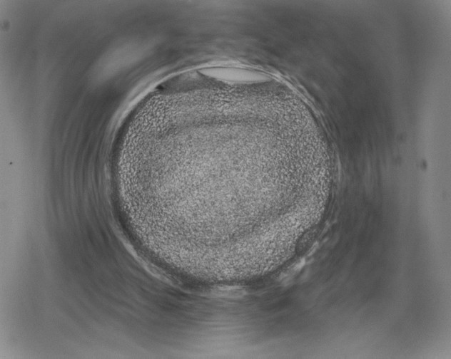 X0000079290055200612151712