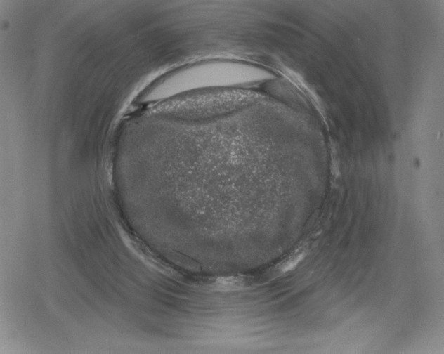 X0000079290060200612151712