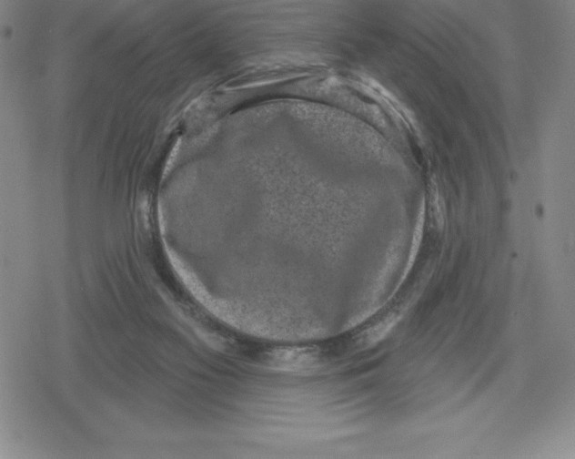 X0000079290117200612151712