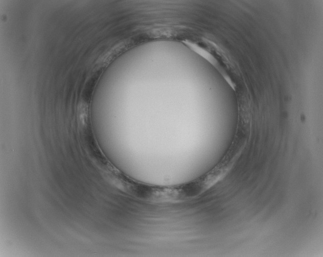 X0000079290125200612151712