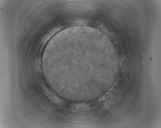 X0000079290146200612151710