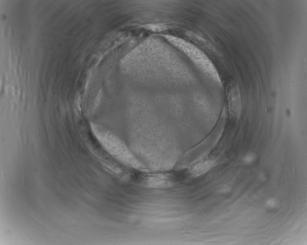 X0000079290229200612151710