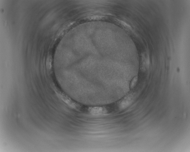 X0000079290230200612151710