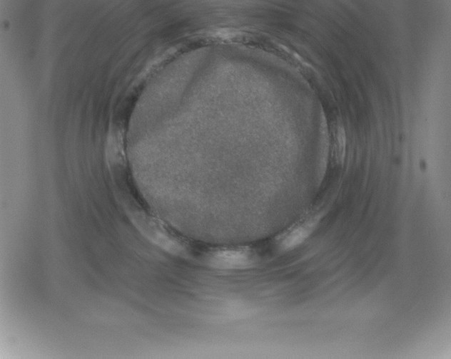 X0000079290236200612151710