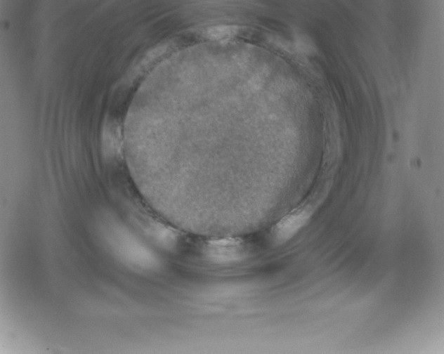 X0000079290240200612151710