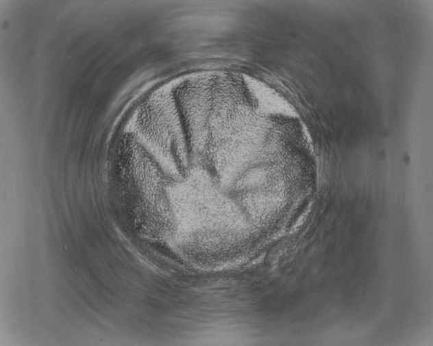 X0000079290243200612151709