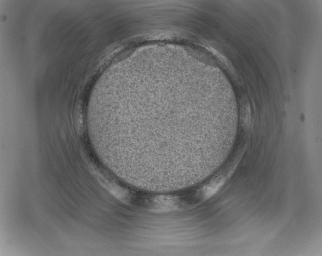 X0000079290261200612151709