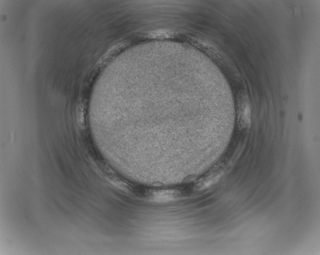 X0000079290268200612151709