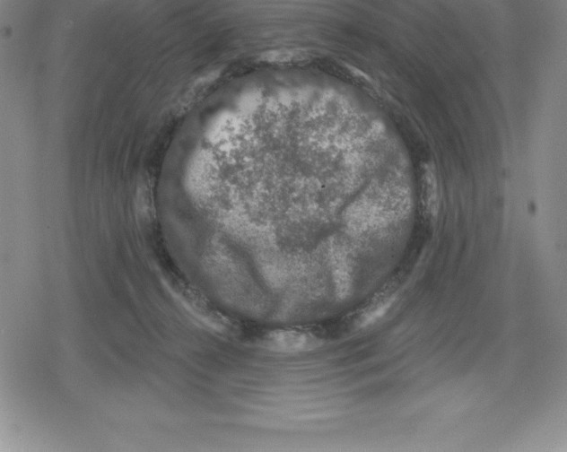 X0000079290272200612151709