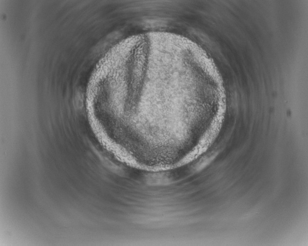 X0000079290281200612151710