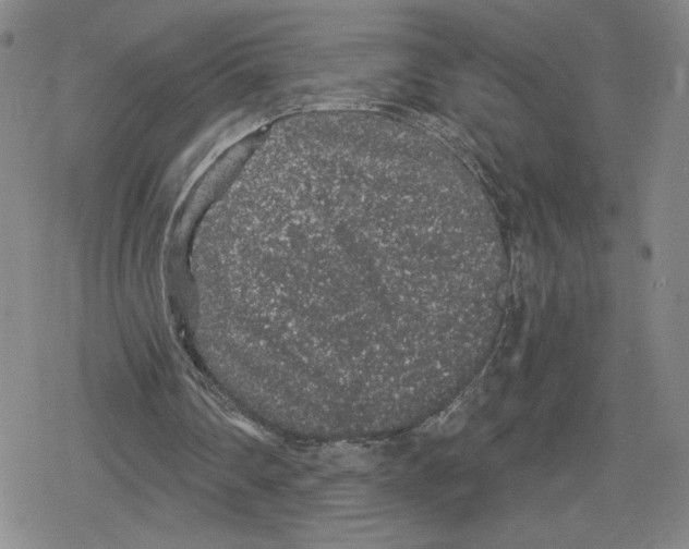 X0000079290290200612151709