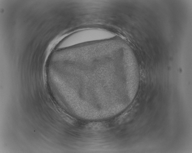 X0000079290294200612151709