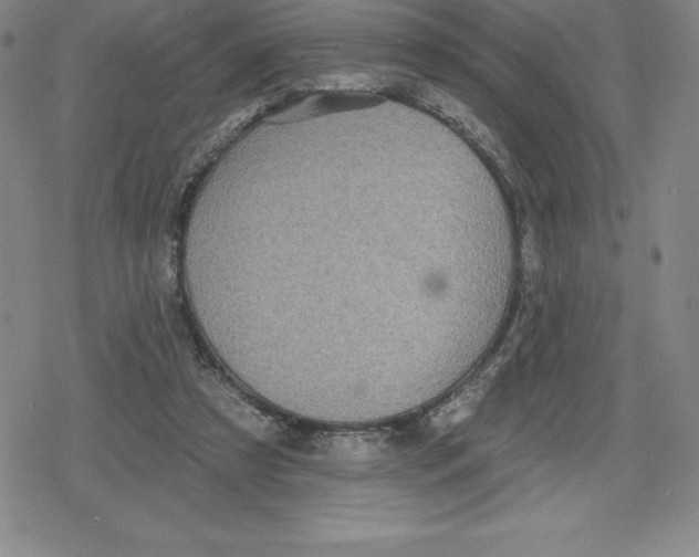 X0000079290305200612151709