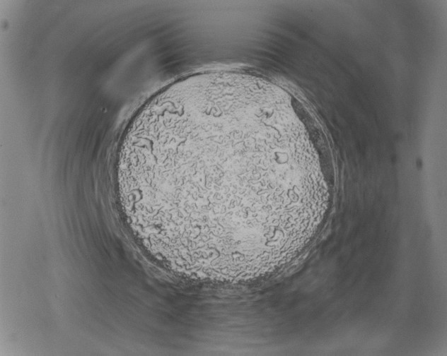 X0000079290337200612151707