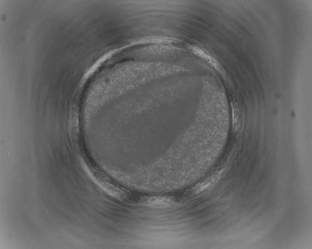 X0000079290348200612151707