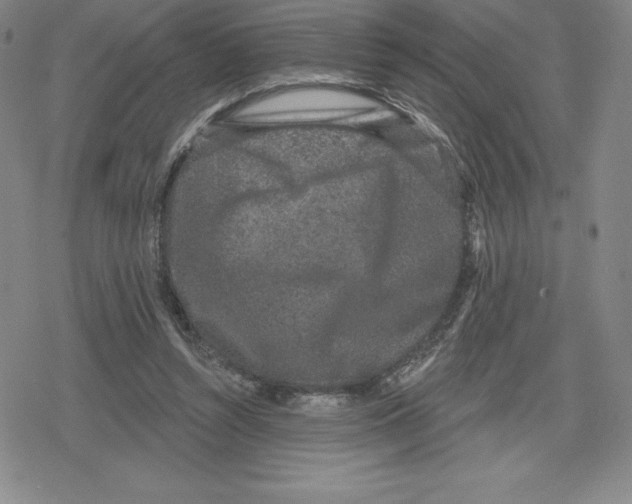 X0000079290352200612151708