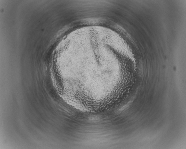 X0000079290355200612151708