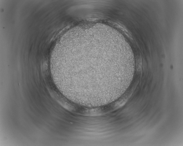 X0000079290365200612151708