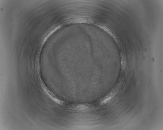 X0000079290390200612151707