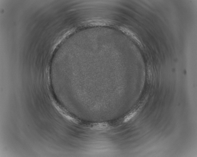 X0000079290398200612151707