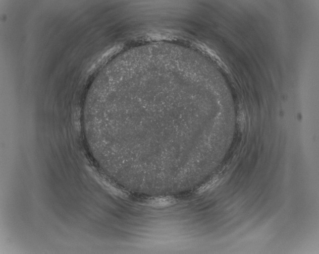 X0000079290402200612151707