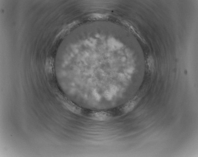 X0000079290423200612151707