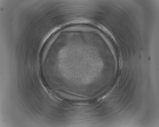 X0000079290436200612151706