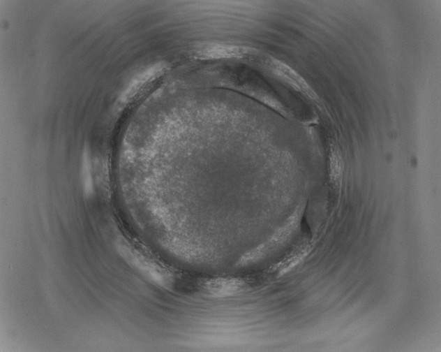 X0000079290444200612151706