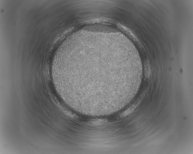 X0000079290453200612151706