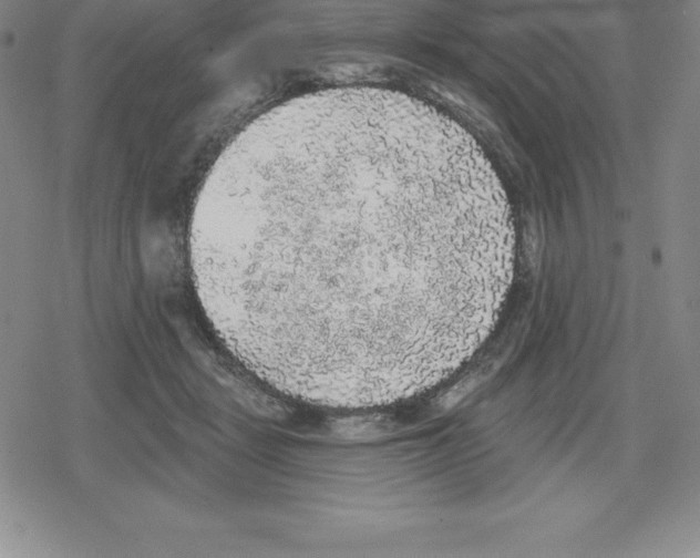 X0000079290461200612151706