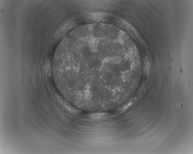 X0000079290465200612151706