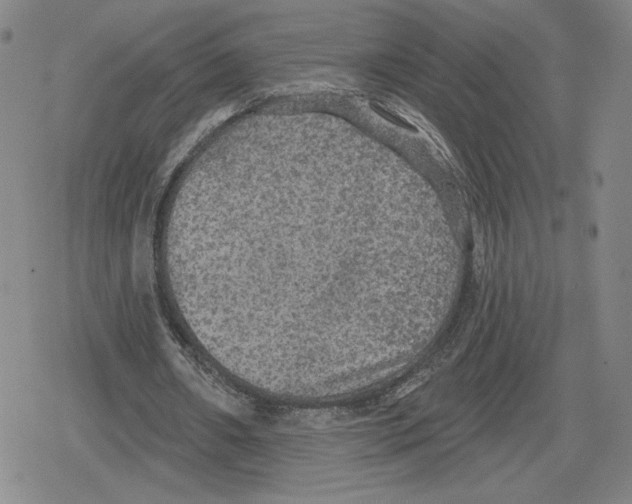 X0000079290482200612151706