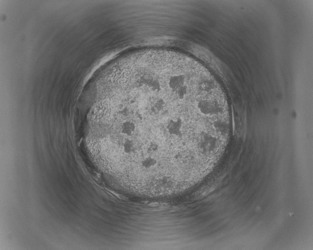 X0000079290483200612151706