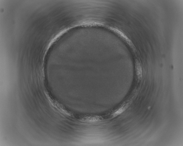 X0000079290488200612151706