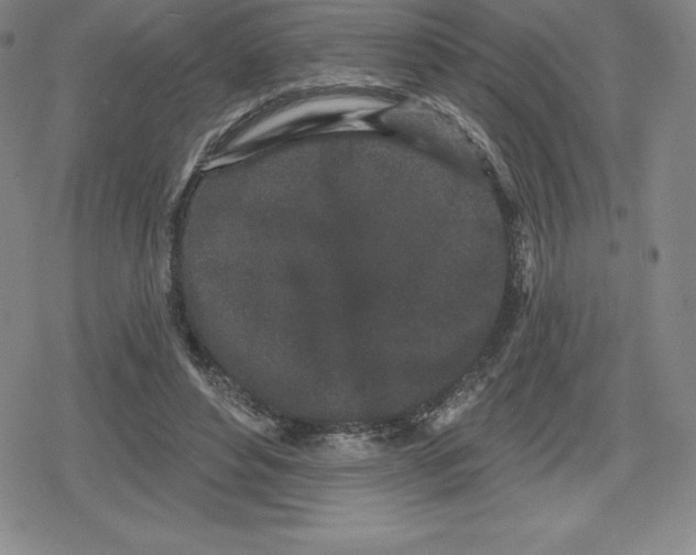 X0000079290496200612151705