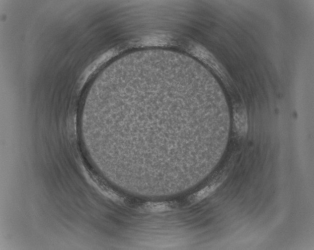 X0000079290534200612151704