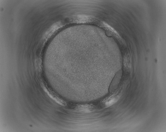 X0000079290540200612151704