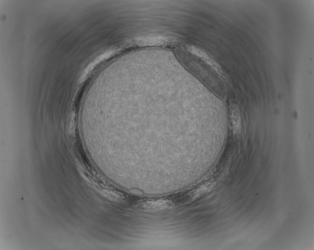 X0000079290583200612151704