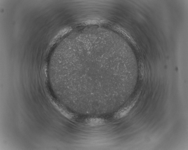 X0000079290590200612151704