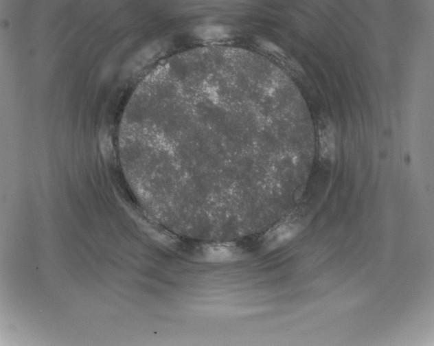 X0000079290618200612151703