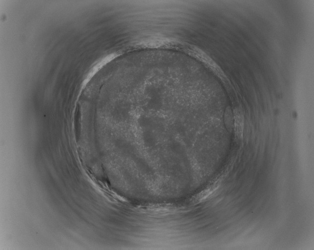 X0000079290626200612151703