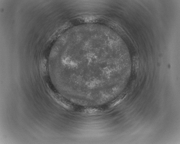 X0000079290650200612151703