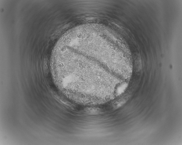 X0000079290654200612151703