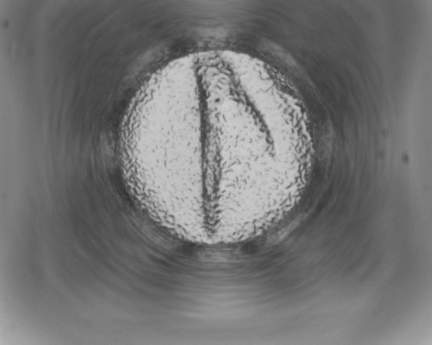 X0000079290661200612151703