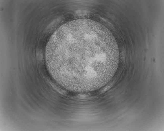 X0000079290662200612151703