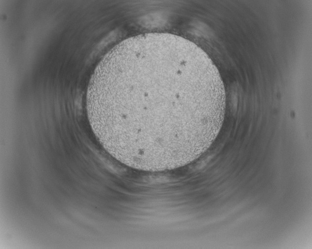 X0000079290668200612151703