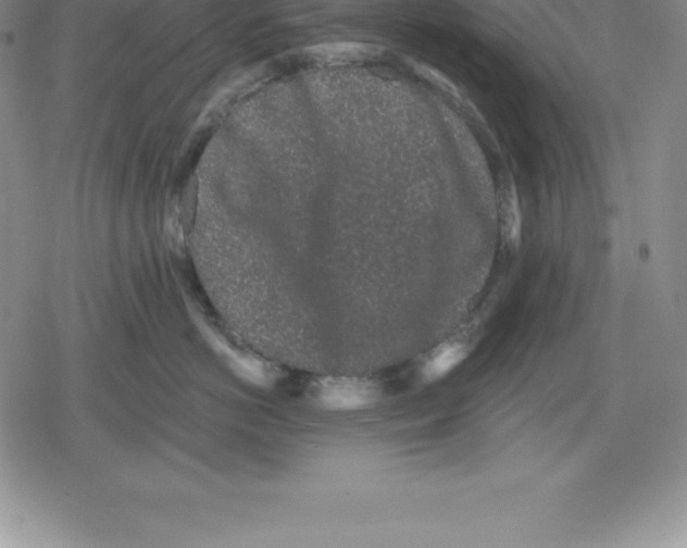 X0000079290766200612151702